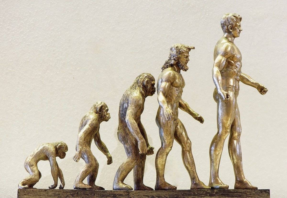 evolution A metal model shows the steps in human evolution.