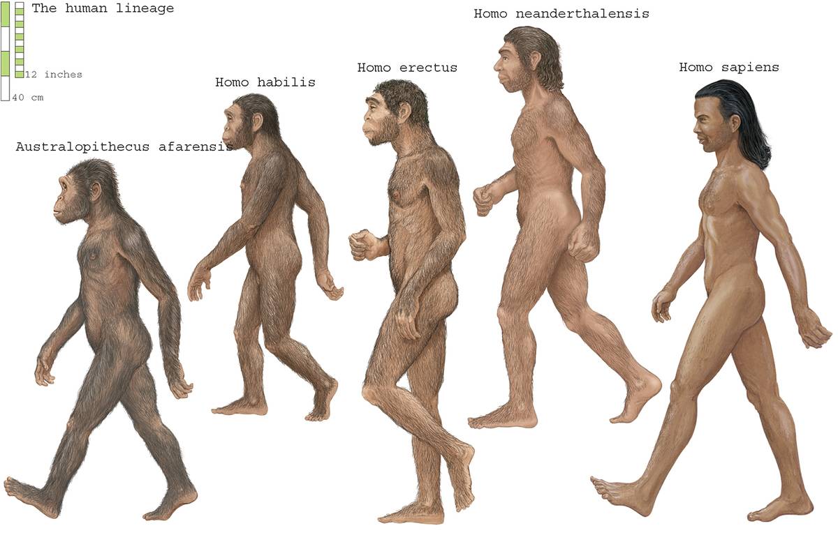human evolution A diagram shows several species of ancient humans.