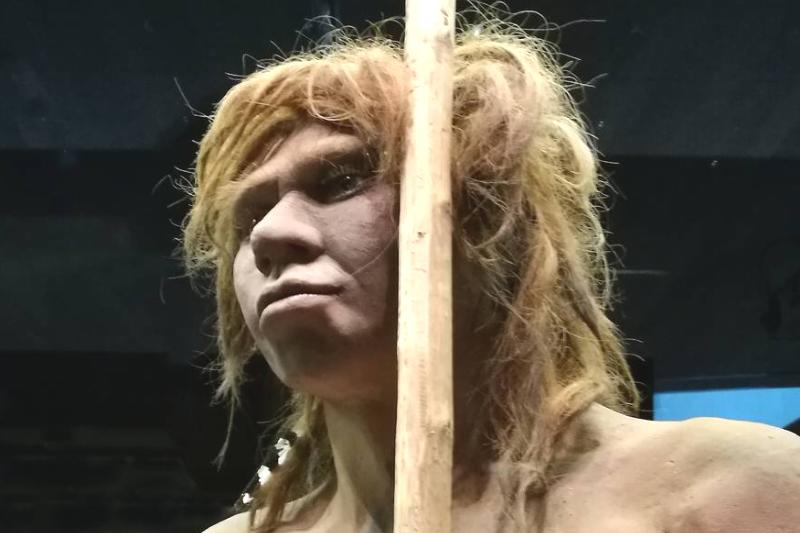 neanderthal woman model A model of a Neanderthal woman from the Sidron Cave is in a museum.