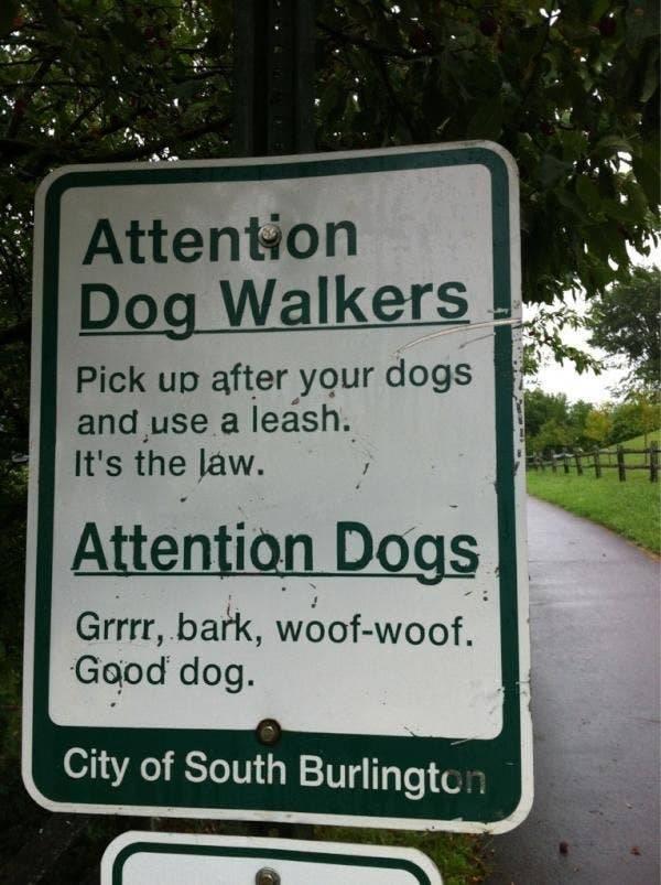 attention dogs