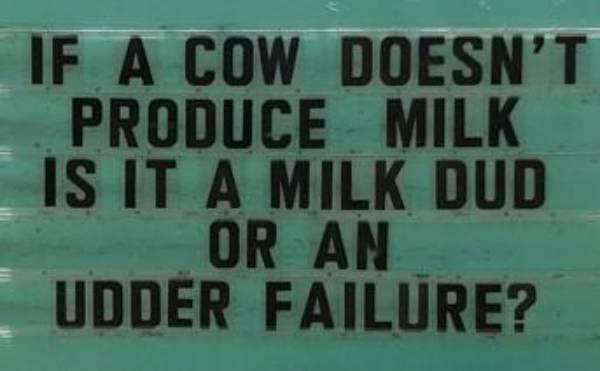 cow question about duds