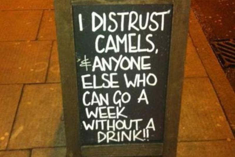 not trusting camel