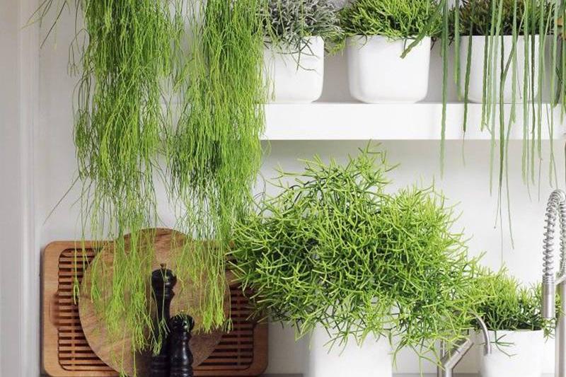 a-bunch-of-plants-on-kitchen-shelves-cropped-copy-28612