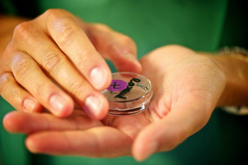 A doctor holds an IVF petri dish.