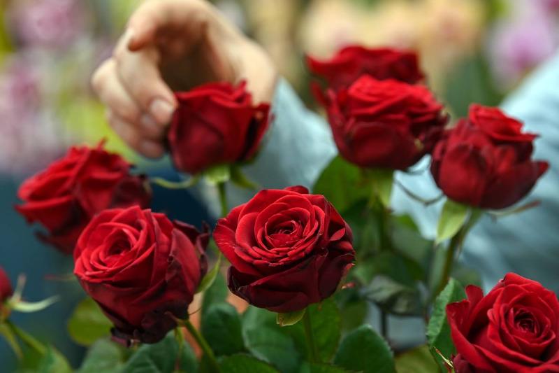 arranging roses A florist arranges red roses in a bouquet.