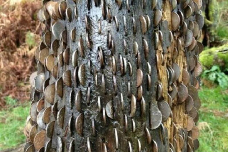 Coins have been hammered into a tree.