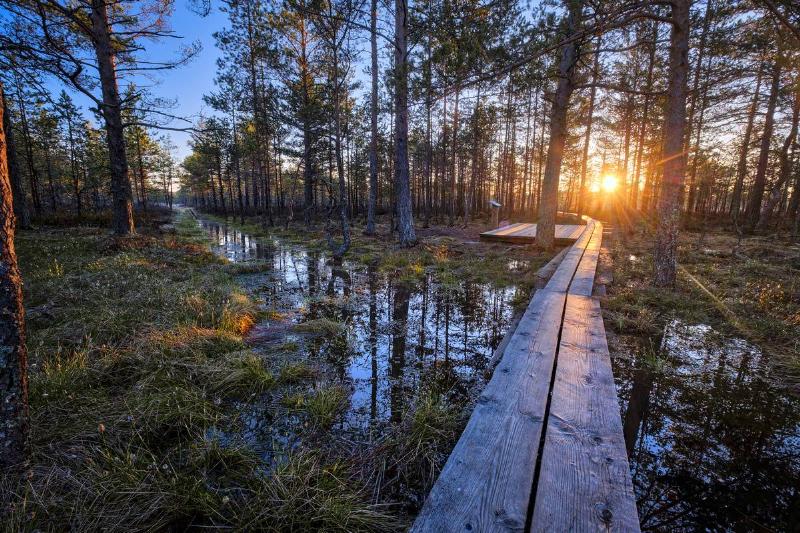 Sun rises at Viru Bog forest in Estonia. Estonia is a small...