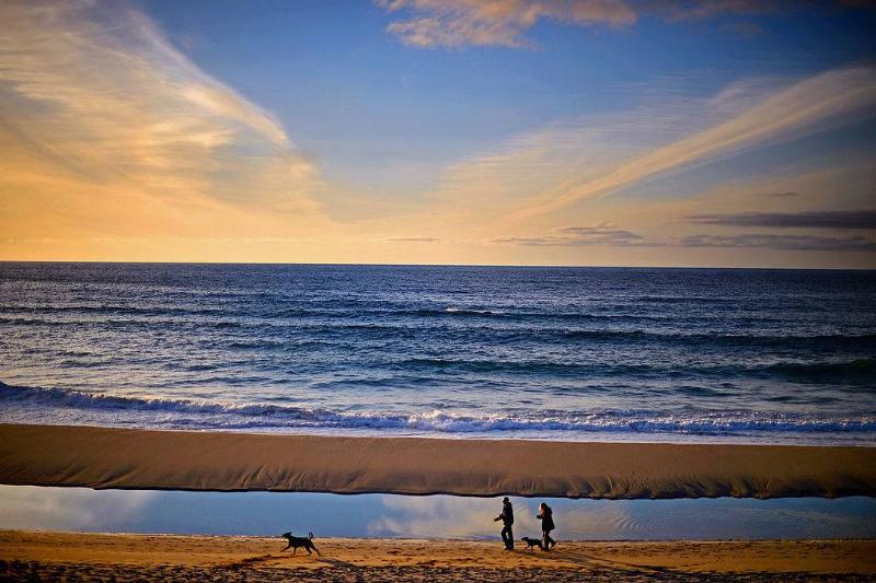 beach 490327401 couple walking their dog at the beach