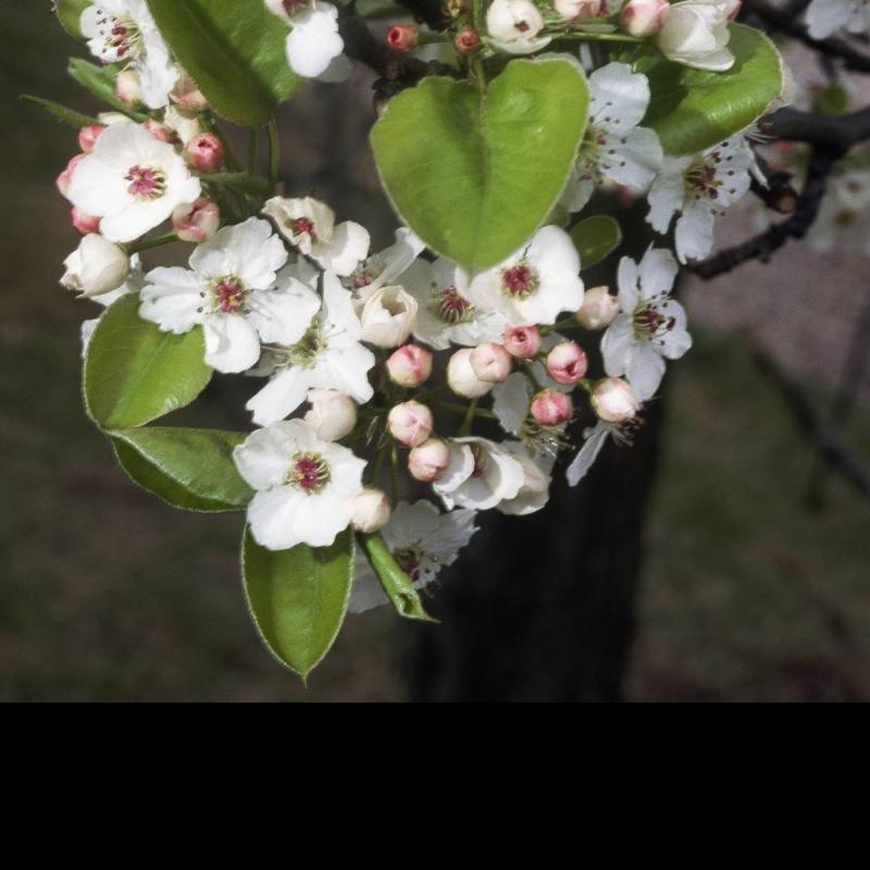 Bradford Pear tree or Callery Pear tree flowers... Bradford Pear tree or Callery Pear tree flowers...