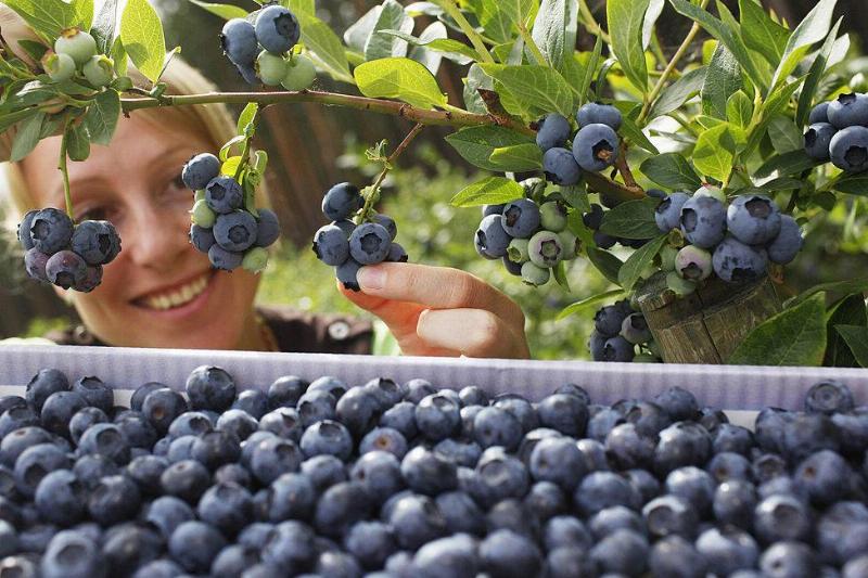 blueberries 88789383 A seasonal worker picks blueberries