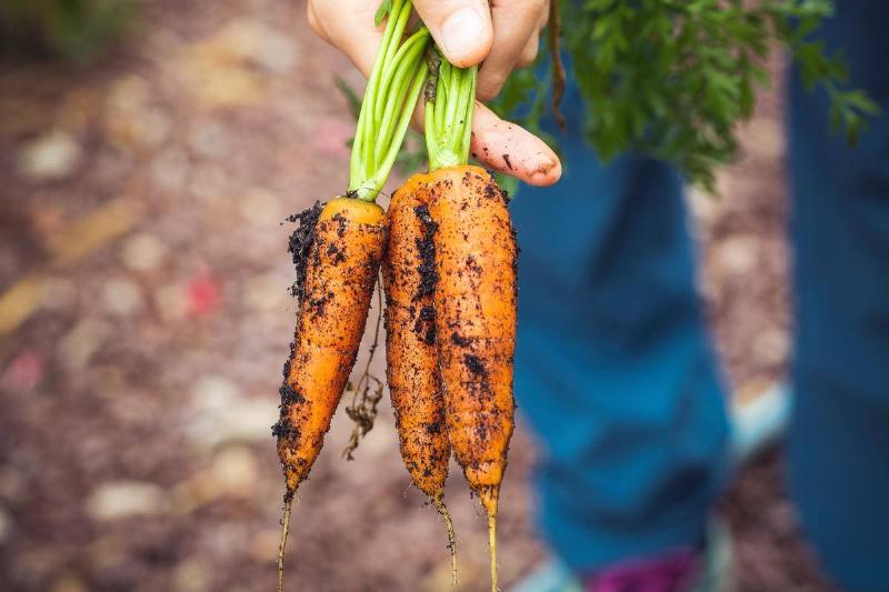 carrots person pulling carrots up from the ground