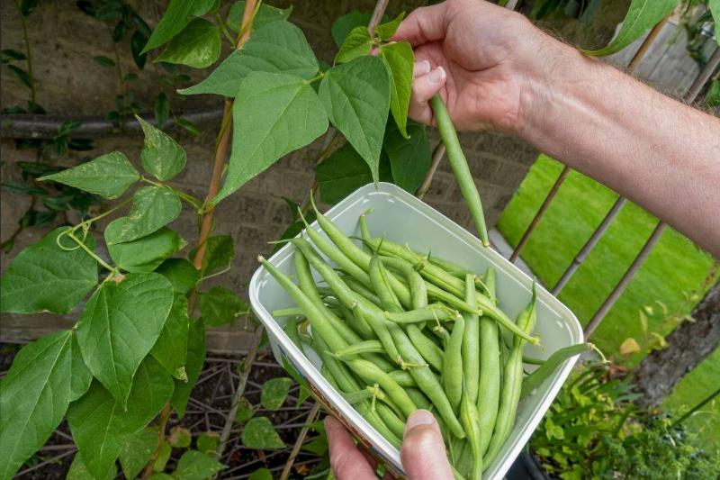 green beans 1314827736 Close up of man picking tender green runner beans in the garden in summer