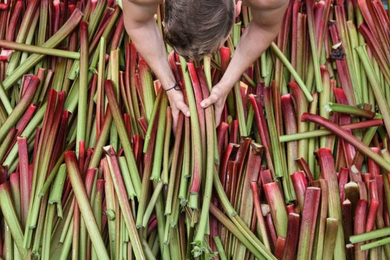 rhubarb 1151560334 A man holds rhubarb sticks