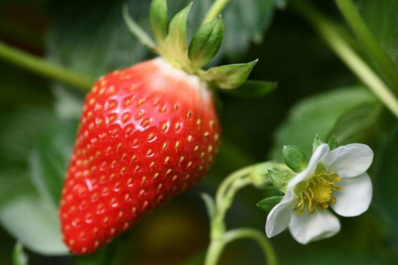 strawberries 1155422874 strawberry growing near a flower