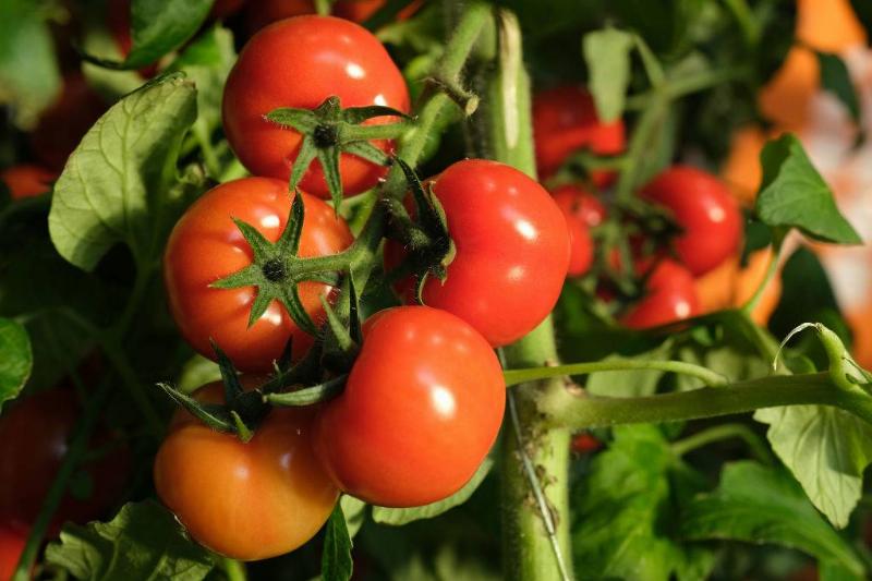 tomatoes 1200140202 tomatoes growing on a vine
