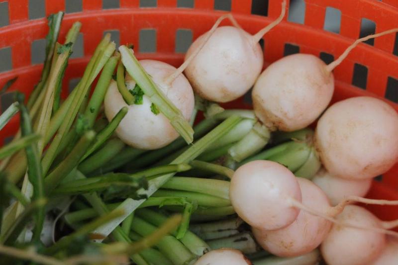 turnip 1315523370 turnips in a basket