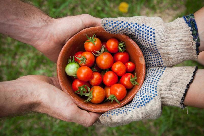 small-tomatoes-14049