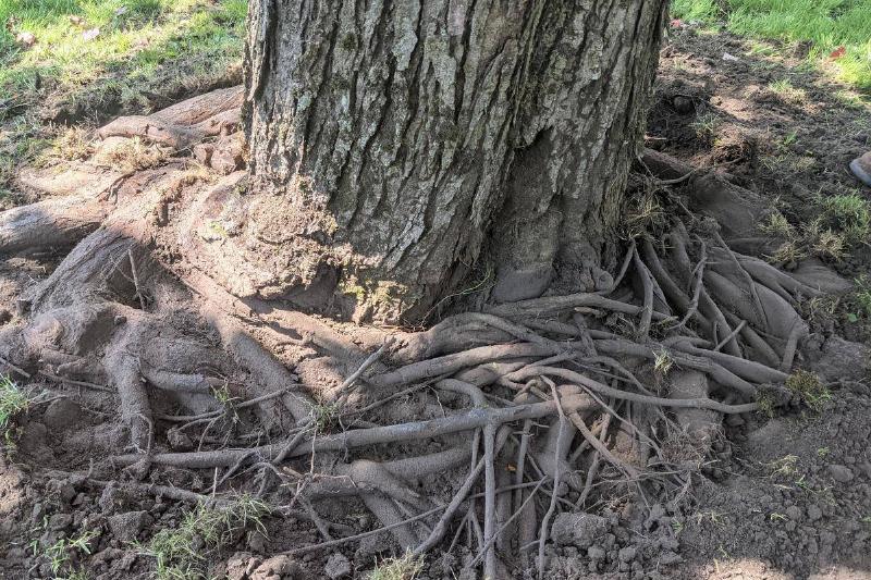 girdling tree