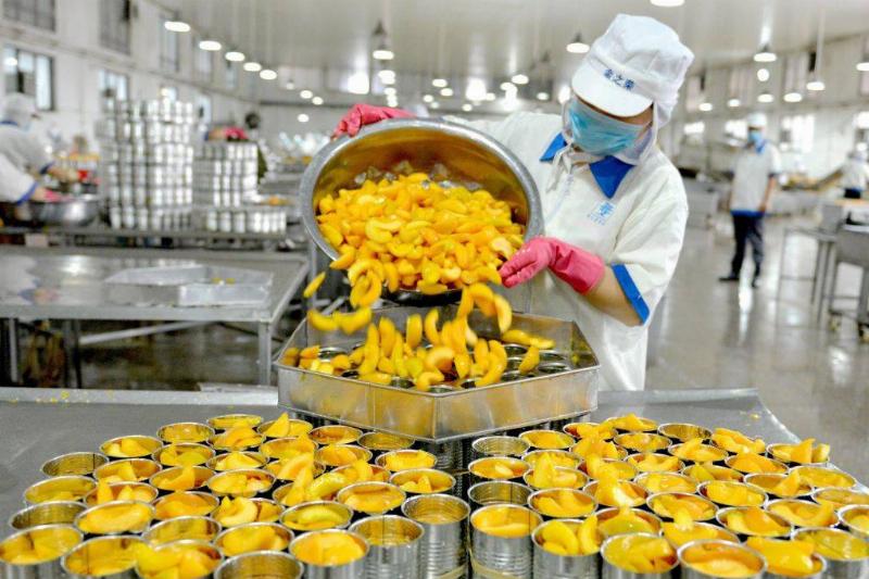 stone fruits 994405048 a worker sorting canned peaches for export at a factory