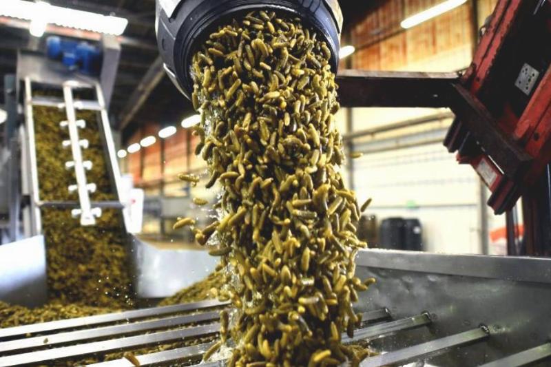2caf45d5a97435ff35a5c7c43cbdc992 pickles