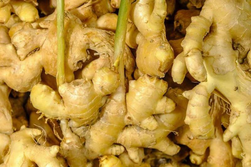 ab3de6eef0847d37348ea60d513800ad ginger in a pile