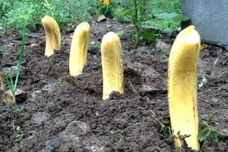 plant-bananas-71838 plant-bananas-71838