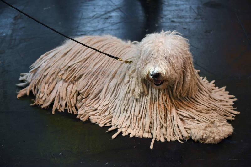 GettyImages-465379356 A Komondor dog is pictured on the second day of the Crufts dog show at the National Exhibition Centre in Birmingham, central England, on March 6, 2015. Crufts is one of the largest dog events in the the world, with thousands of dogs competing for the coveted title of 'Best in Show'. Founded in 1891 by the late Charles Cruft, today the four-day show attracts entrants from around the world. AFP PHOTO / OLI SCARFF