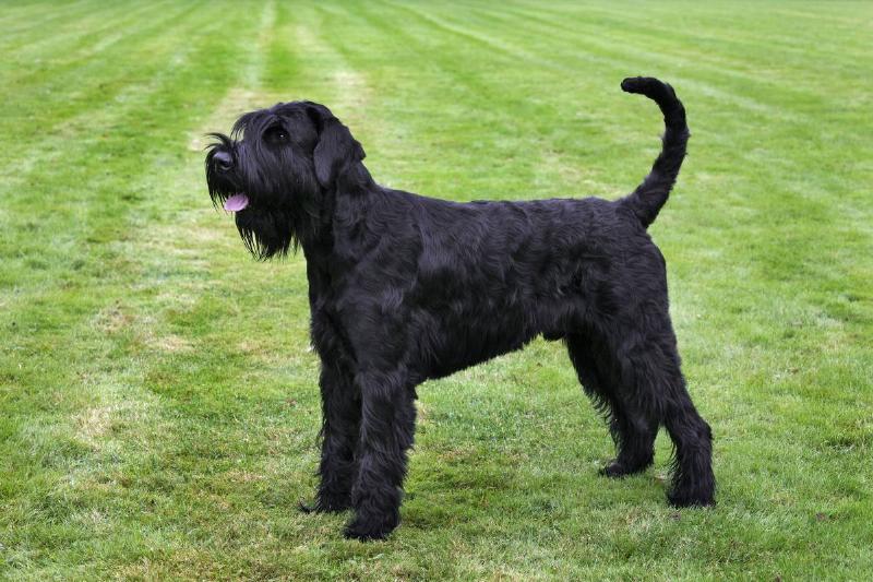 GettyImages-539288094 Giant Schnauzer (Canis lupus familiaris) on lawn.