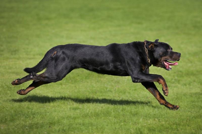 GettyImages-539288112 Rottweiler (Canis lupus familiaris) running in garden.