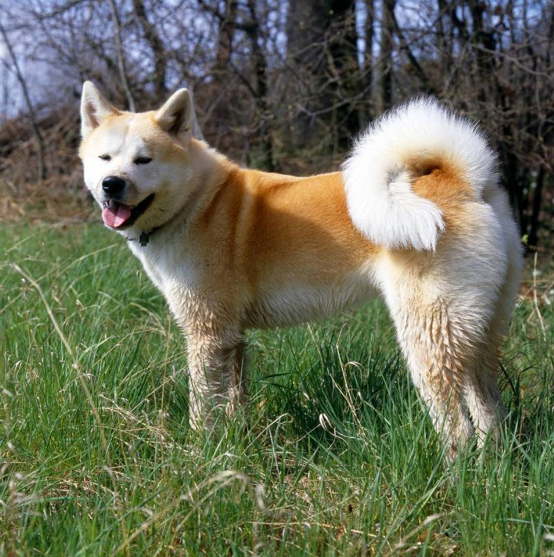 GettyImages-545962961 (GERMANY OUT) Akita Inu dog - 2008