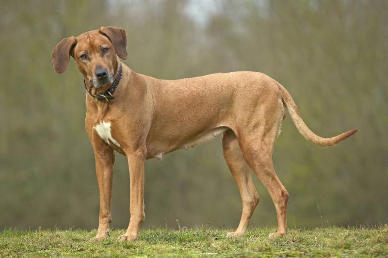 GettyImages-578259402 Rhodesian ridgeback, Canis familiaris, standing outdoors with head cocked.