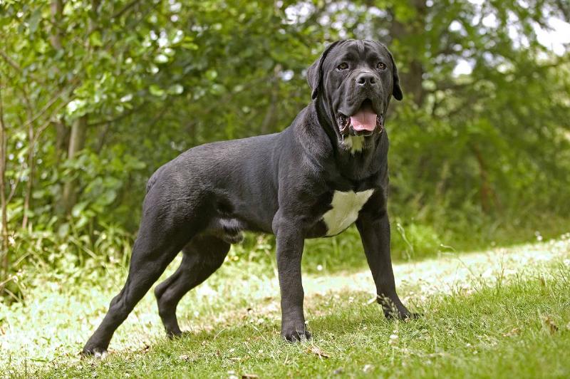 GettyImages-578260752 Cane corso dog, Canis familiaris, standing on grass outdoors. The ancestors of this breed were the mastino dogs of Tibet, dating back 1000 years.