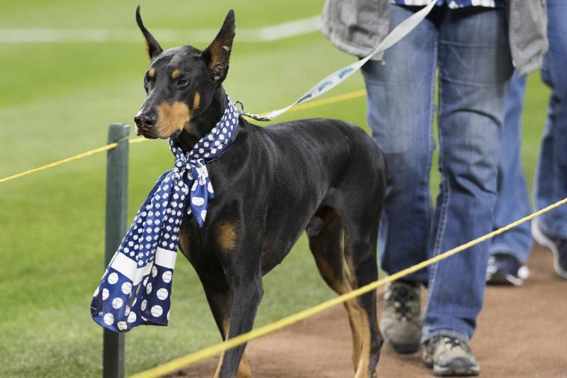 GettyImages-947981266 SEATTLE, WA - APRIL 17: A doberman wears a baseball scarf as he walks the bases during