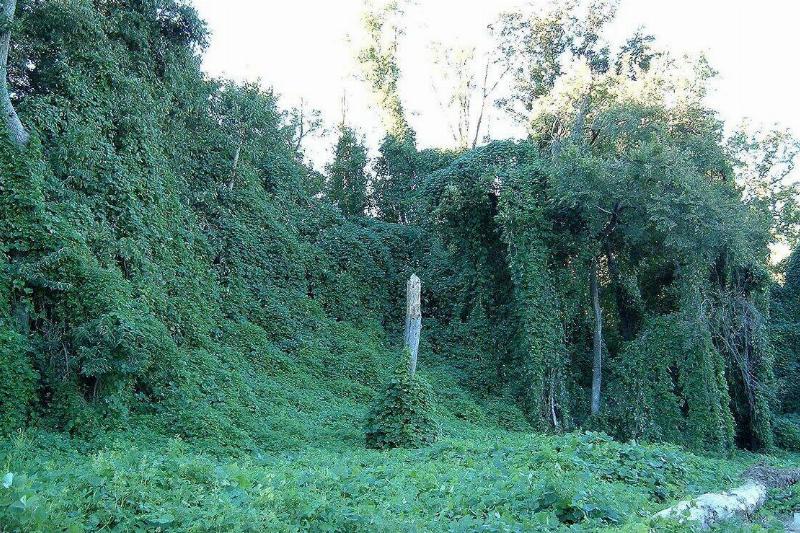 1280px-Kudzu_on_trees_in_Atlanta,_Georgia 1280px-Kudzu_on_trees_in_Atlanta,_Georgia
