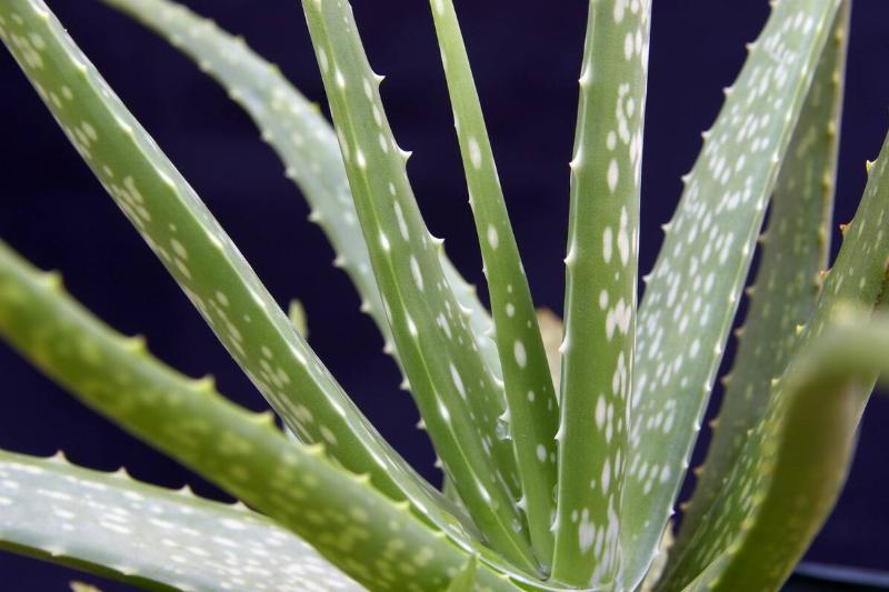 Aloe Vera Plan Aloe Vera Plan