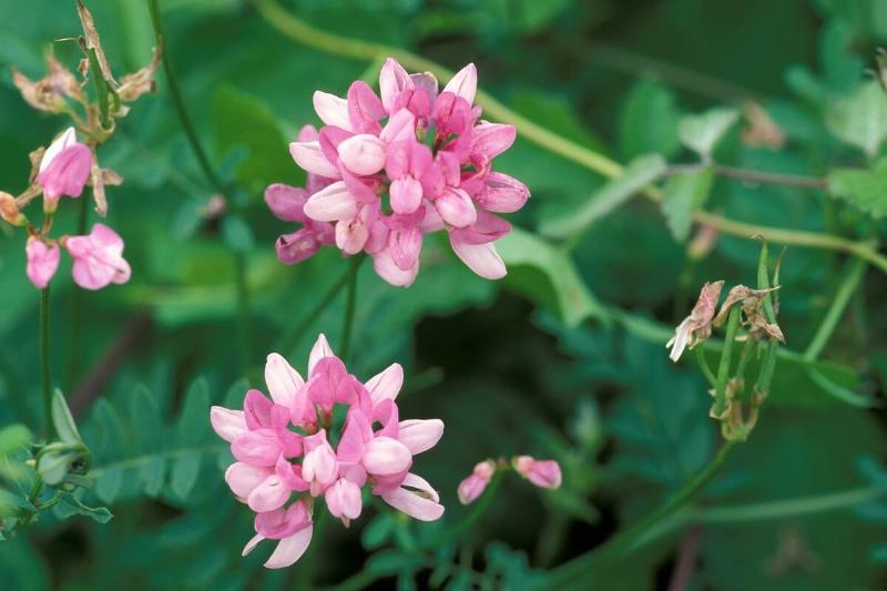 Coronilla Varia. North Italy. Italy Coronilla Varia. North Italy. Italy