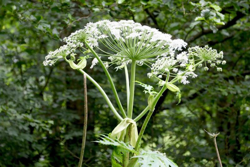 Giant hogweed Giant hogweed