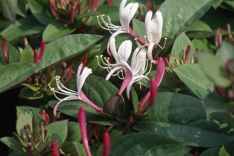 Japanese honeysuckle... Japanese honeysuckle...