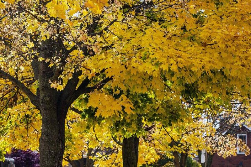 Norway Maple trees... Norway Maple trees...