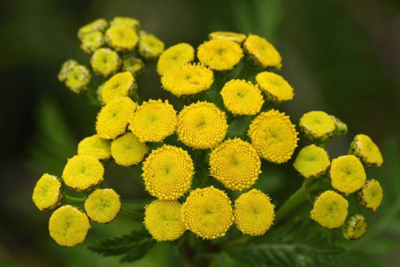 Tansy Tansy