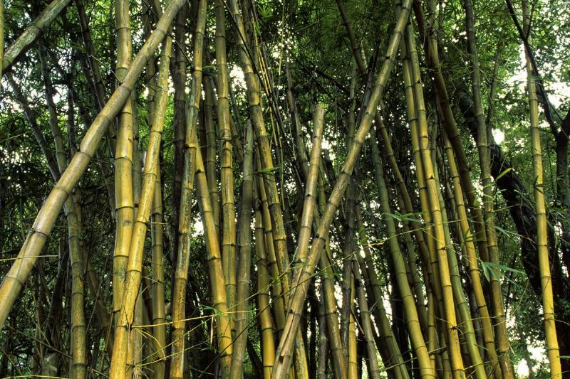 USA, Hawaii, Oahu, Kaiula, Haiku Gardens, Golden Bamboo (... USA, Hawaii, Oahu, Kaiula, Haiku Gardens, Golden Bamboo (...