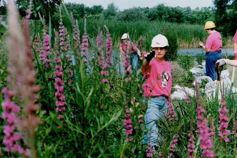 Workers clear wetland habitat of purple loosestrife; a beautiful killer. The spiky plant; which can ... Workers clear wetland habitat of purple loosestrife; a beautiful killer. The spiky plant; which can ...