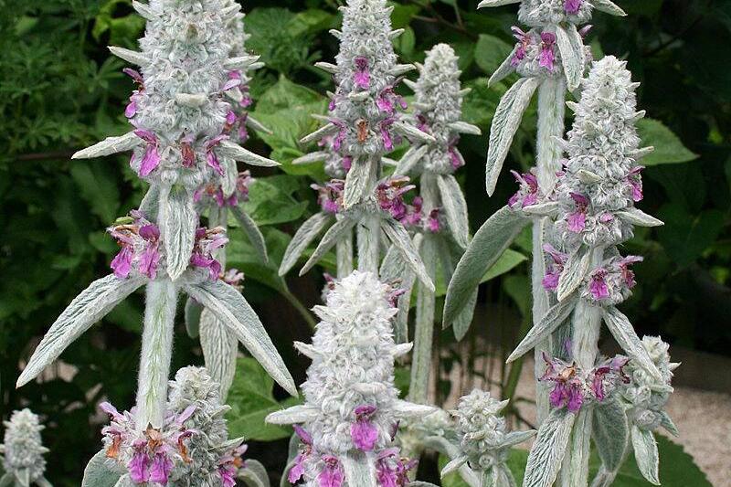 800px-0_Stachys_byzantina_ Yvoire_(2) 800px-0_Stachys_byzantina_ Yvoire_(2)