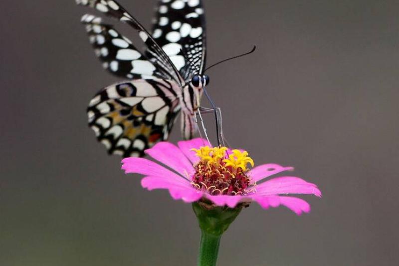 A butterfly rests on a Zinnia flower A butterfly rests on a Zinnia flower