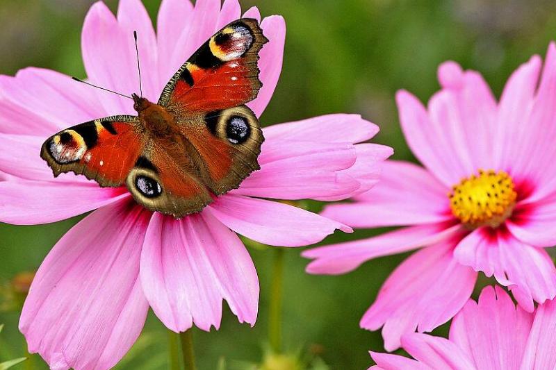 A peacock butterfly is perched on a Garden Cosmos flower A peacock butterfly is perched on a Garden Cosmos flower