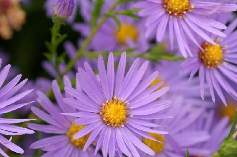 Asters Asters