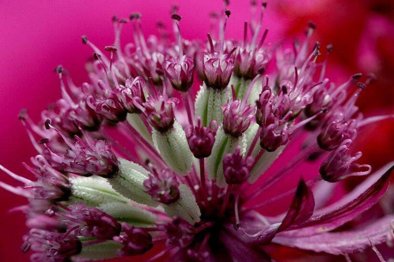 Astrantia flower Astrantia flower