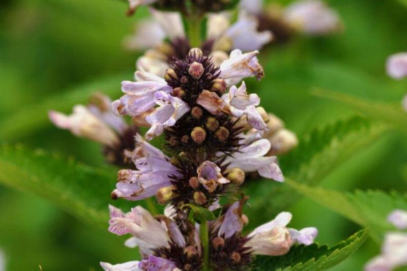 Catmint flower Catmint flower