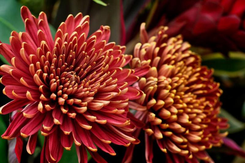 Chrysanthemums Chrysanthemums