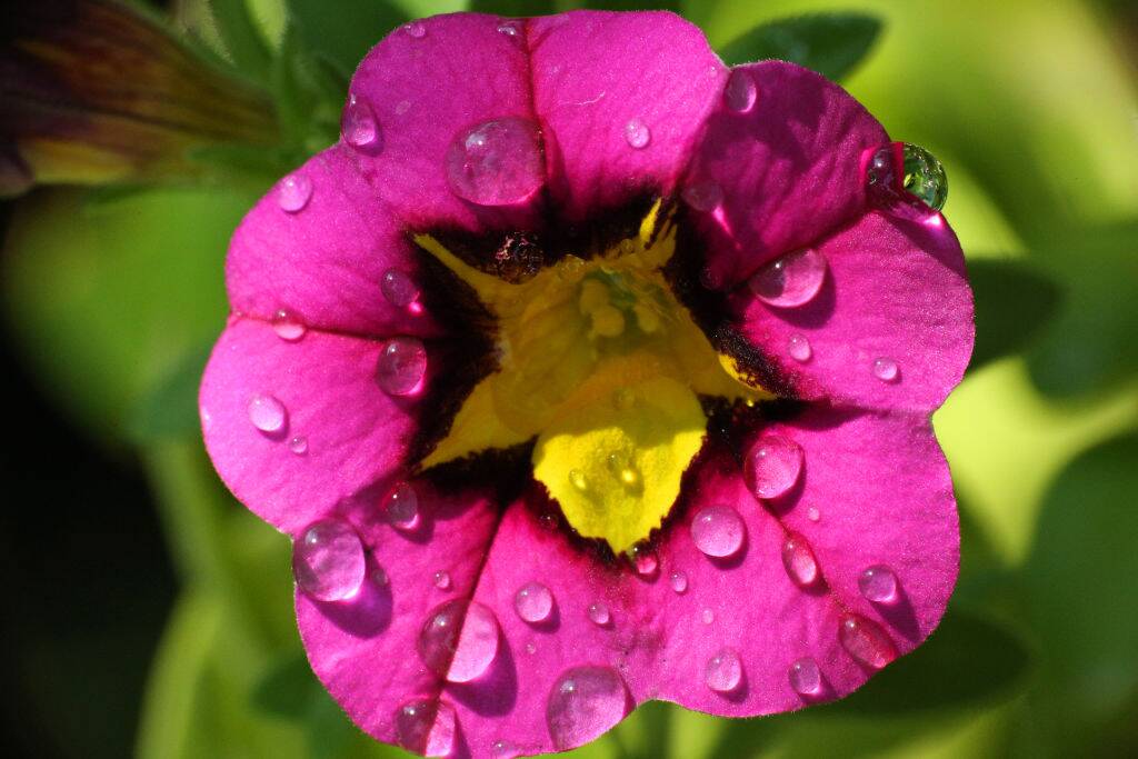 Close-up of a pink and yellow Petunia flower Close-up of a pink and yellow Petunia flower